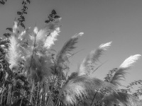 the sun illuminates panicle of the white pampas grass in a evening light, black-and-white