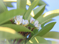 the white blossoms of frangipani between the light green leaves of its tree
