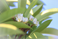 the white blossoms of frangipani between the light green leaves of its tree