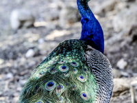 a colorful peacock in a grey landscape looks straight in the camera