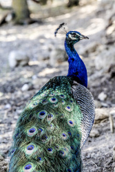 a colorful peacock in a grey landscape looks straight in the camera