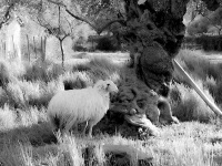 a cuddly sheep is standing next to an olive tree on a meadow, black-and-white