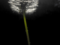 the grey puffball with its green stem is illuminated with backlight from the sun