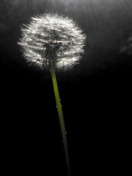 the grey puffball with its green stem is illuminated with backlight from the sun