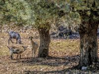 goats in a olive grove are looking from far away curiuos at the camera
