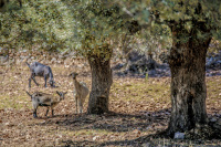 goats in a olive grove are looking from far away curiuos at the camera