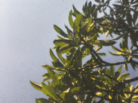 a little green grasshopper is sitting on the roof of a car where a tree of frangipani ist reflected in