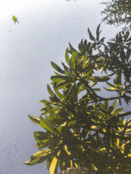 a little green grasshopper is sitting on the roof of a car where a tree of frangipani ist reflected in