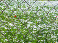 behind a wire fence you see a meadow with white blossoms and one red poppy