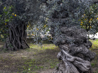 little lemon trees are growing between two very old olive trees with gnarled trunks