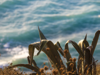 in front of the blue sea you see leaves of an old aloe vera plant in evening light