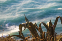 in front of the blue sea you see leaves of an old aloe vera plant in evening light