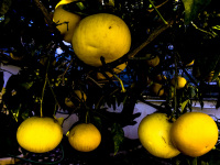 big yellow ripe grapefruits are hanging at the tree ready to pick