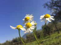 in front of a blue sky chamomile flowers are rising up happy in the sun