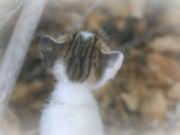 you see the head of a kitten with its little ears from behind