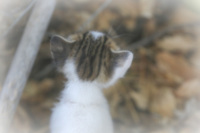 you see the head of a kitten with its little ears from behind