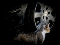 a cat pass by a mercedes benz avantgarde