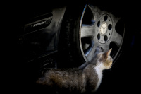 a cat pass by a mercedes benz avantgarde