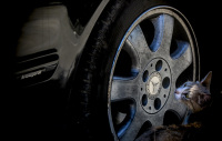 a cat who passed by a mercedes benz avantgarde turns around again and looks at the car