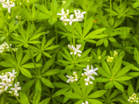 many green plants of woodruff with little white blossoms