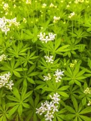 many green plants of woodruff with little white blossoms
