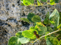 between green leafs two little fire bugs reproduce