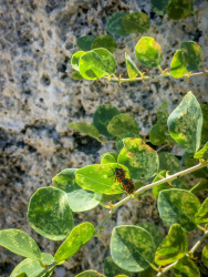 between green leafs two little fire bugs reproduce