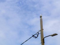 from the top of a lamppost a seagull is looking in the landscape