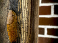 a fat brown slug is sitting on a wooden plank in front of a red brickwork