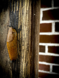 a fat brown slug is sitting on a wooden plank in front of a red brickwork