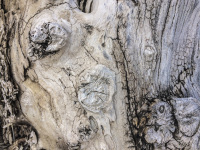 the structure of a light dead wood looks like art