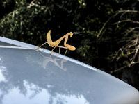 an orange mantis is sitting on the roof of a white car