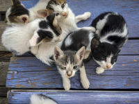 five kitten are laying like a tangle on a blue wooden pallet