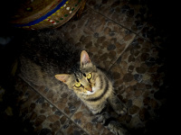a cat with green eyes is sitting on a mosaic floor and looks directly in the camera