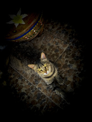 a cat with green eyes is sitting on a mosaic floor and looks directly in the camera
