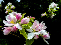 apple blossoms in white and rose with some raindrops