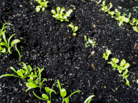 fresh green seedlings are coming out of black potting soil