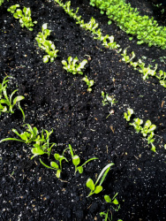 fresh green seedlings are coming out of black potting soil