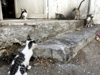 some curios kittens are romping in front of a door
