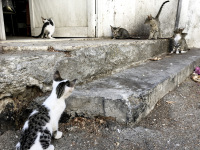 some curios kittens are romping in front of a door