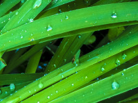 green grass with little drops of dew