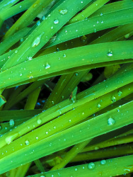 green grass with little drops of dew