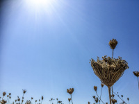 the sun shines from a blue sky on dry plants