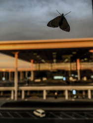 a moth is sitting on a window pane in front of the airport building berlin