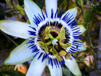 the blossom of a blue passion flower