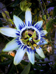 the blossom of a blue passion flower