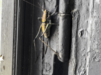 a big grasshopper is sitting at the hinge of an old wooden window