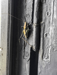 a big grasshopper is sitting at the hinge of an old wooden window