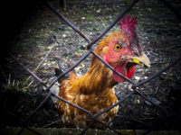 a light brown chicken looks curious throug a wire fence