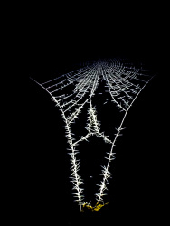 a wonderful frozen spider net, black-and-white